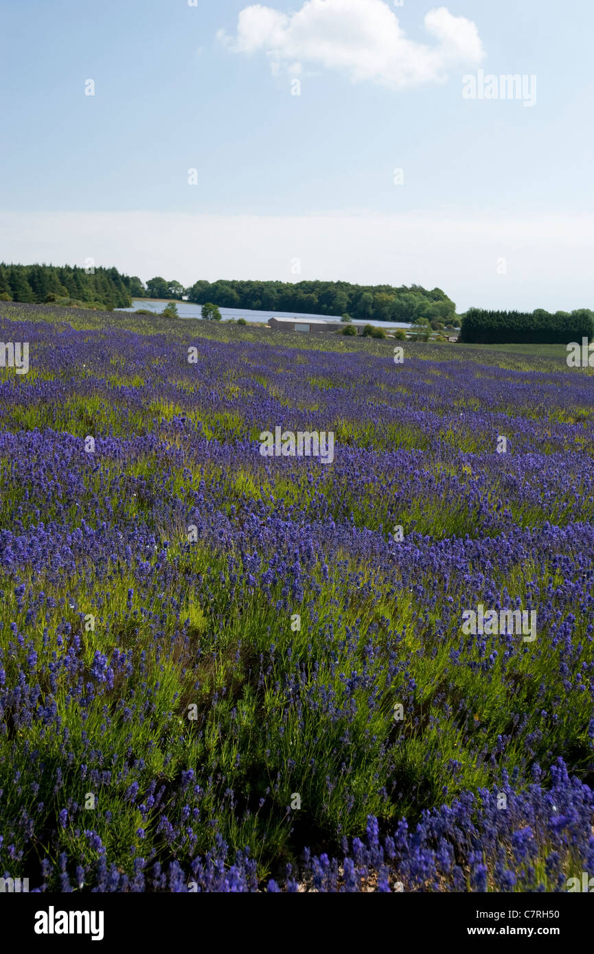 Champ de lavande, Lavandula x intermedia 'Grosso', à Snowshill Lavender Farm, Worcestershire, Angleterre, Royaume-Uni Banque D'Images