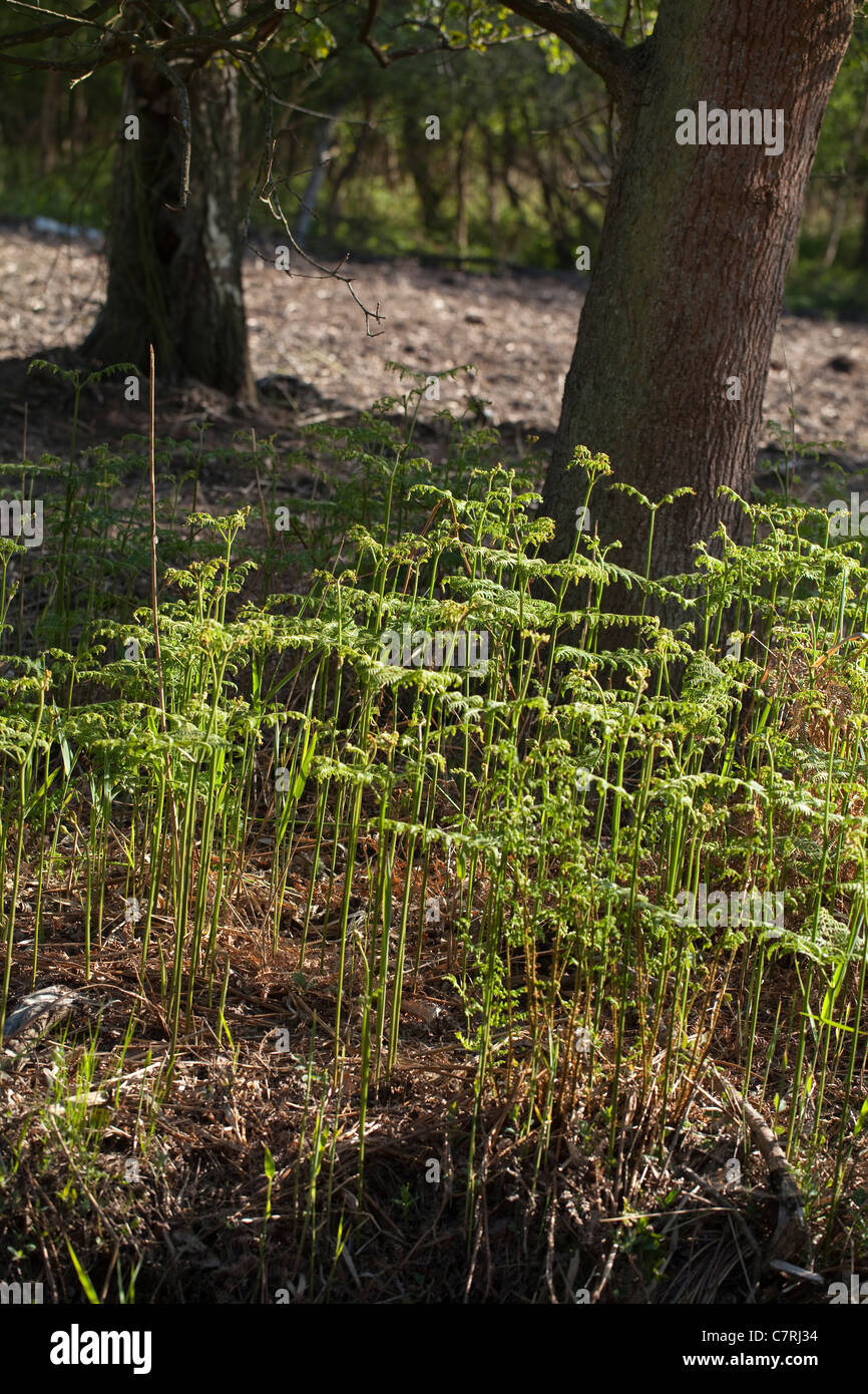 Fougère (Pteridium aquilinum). La croissance de frondes dans un défrichement des terres forestières. Les troncs des arbres, le chêne (Quercus robur). Printemps, Norfolk, Angleterre. Banque D'Images
