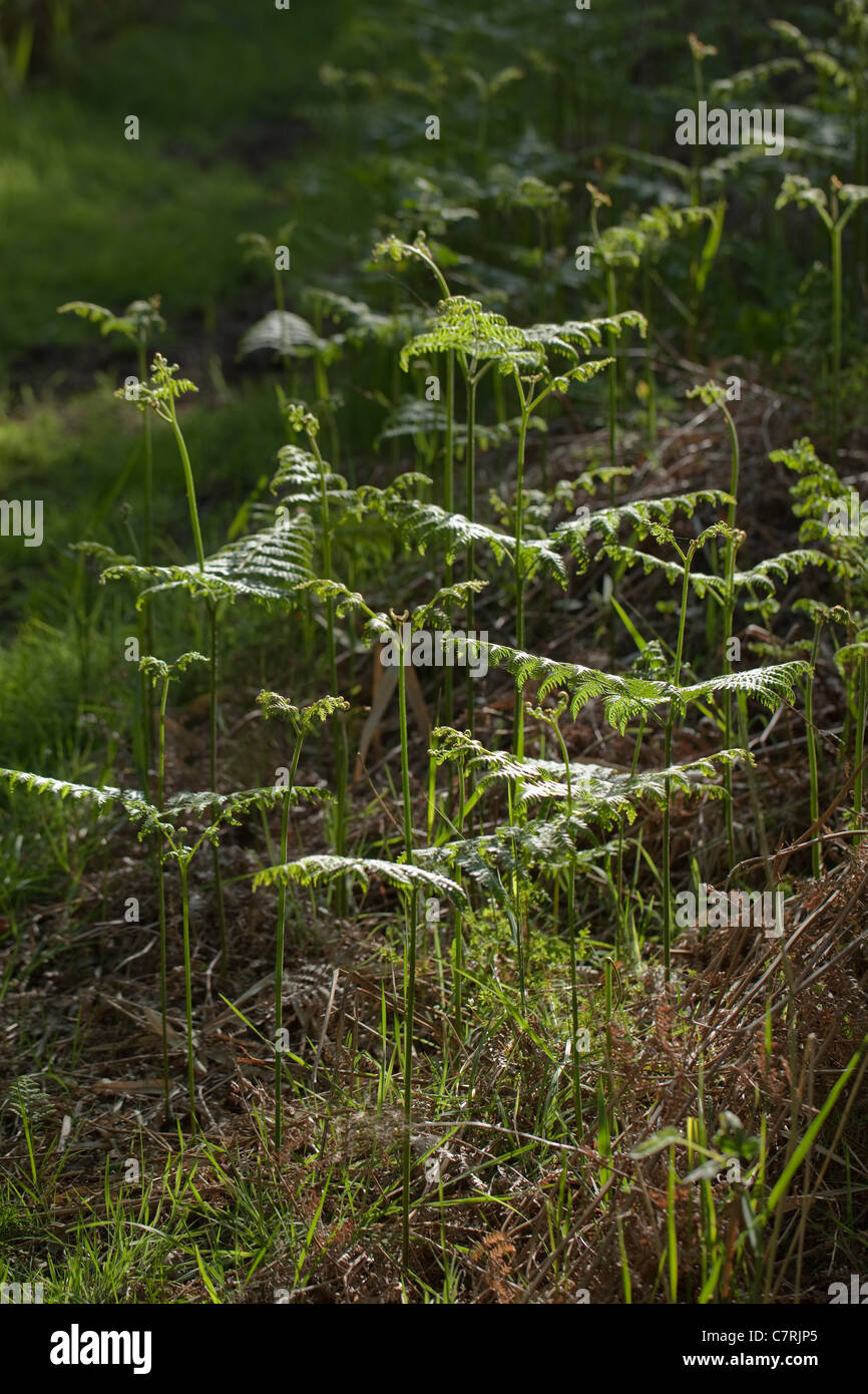 Fougère (Pteridium aquilinum). La croissance de frondes. Printemps, Norfolk, Angleterre. Banque D'Images