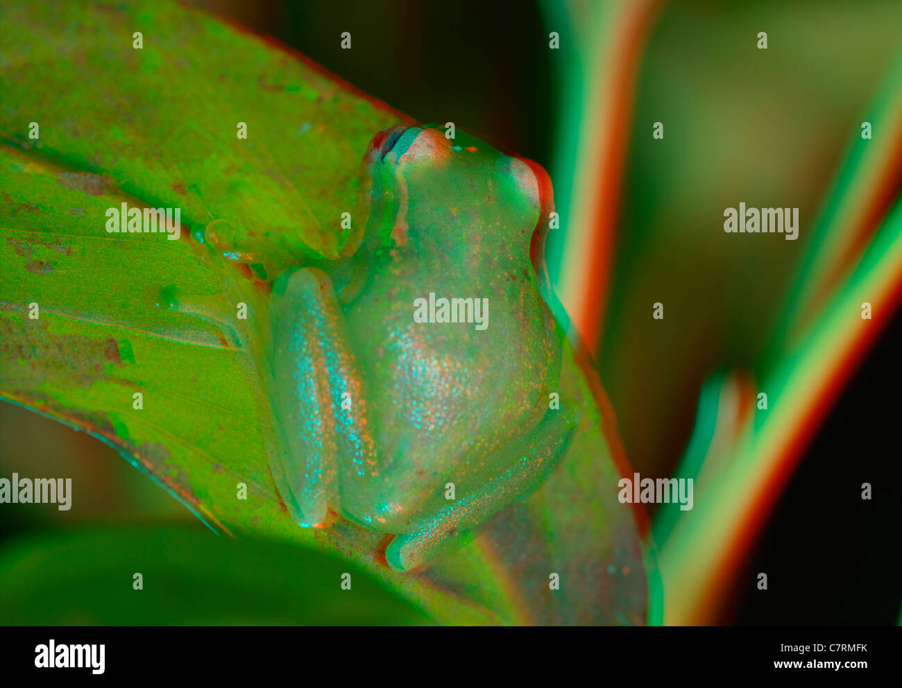 Image anaglyphe 3d d'une rainette Banque D'Images