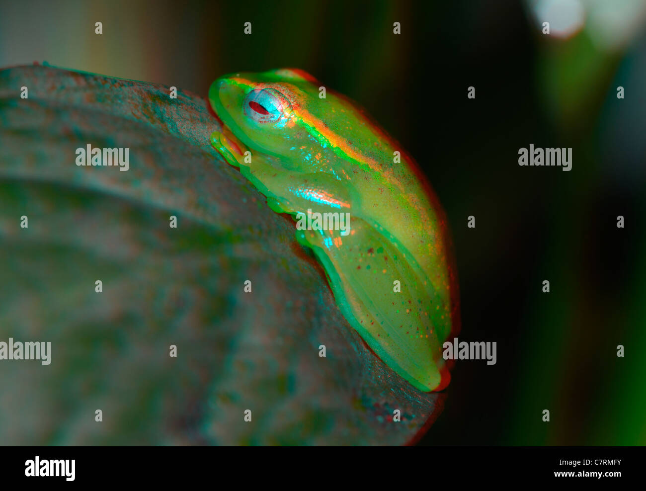 Image anaglyphe 3d d'une rainette Banque D'Images