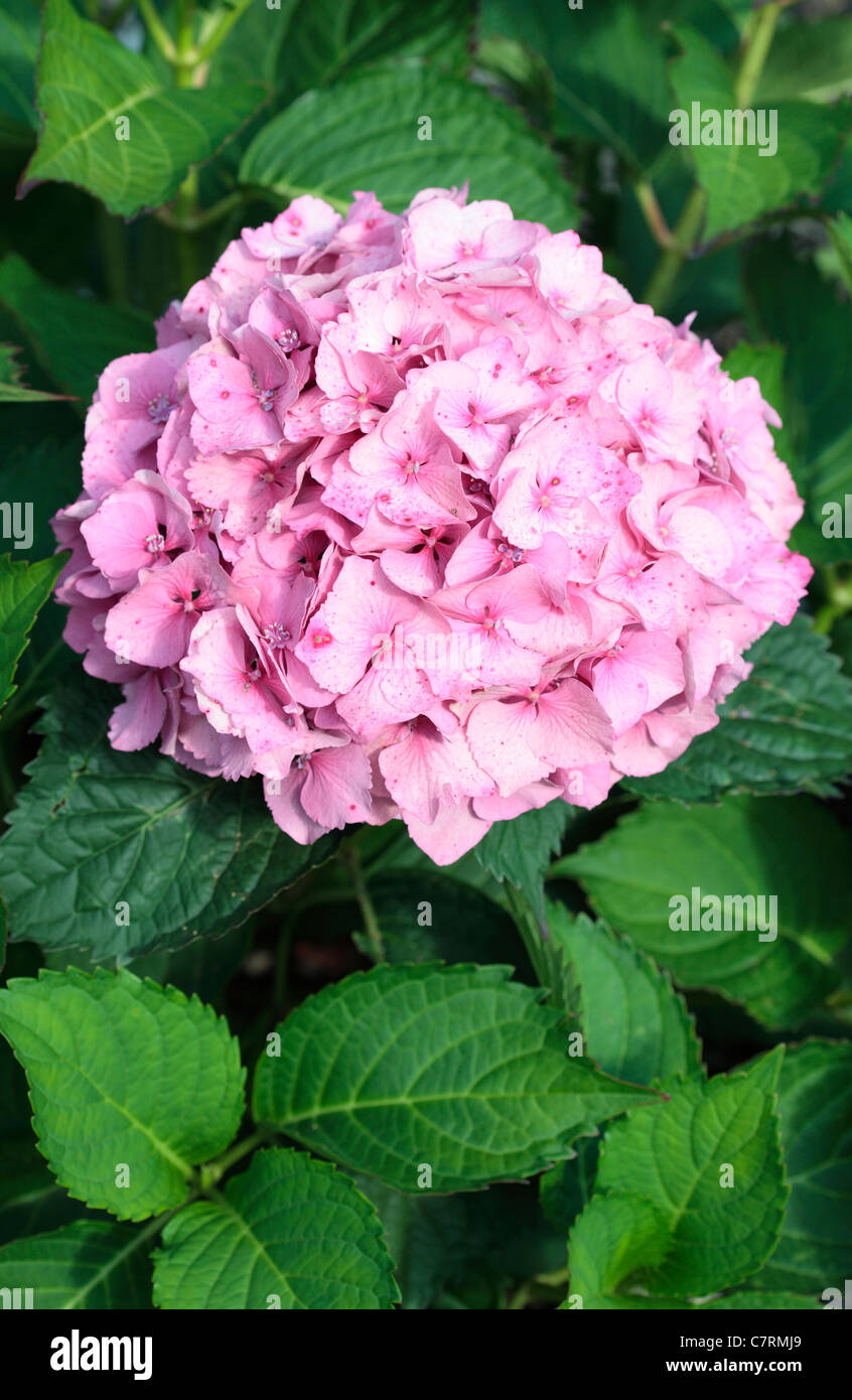 Hydrangea macrophylla 'Bodensee' Banque D'Images