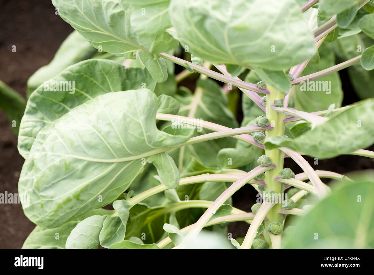 "Chou de Bruxelles" Brillant, Brassica oleracea gemmifera Banque D'Images