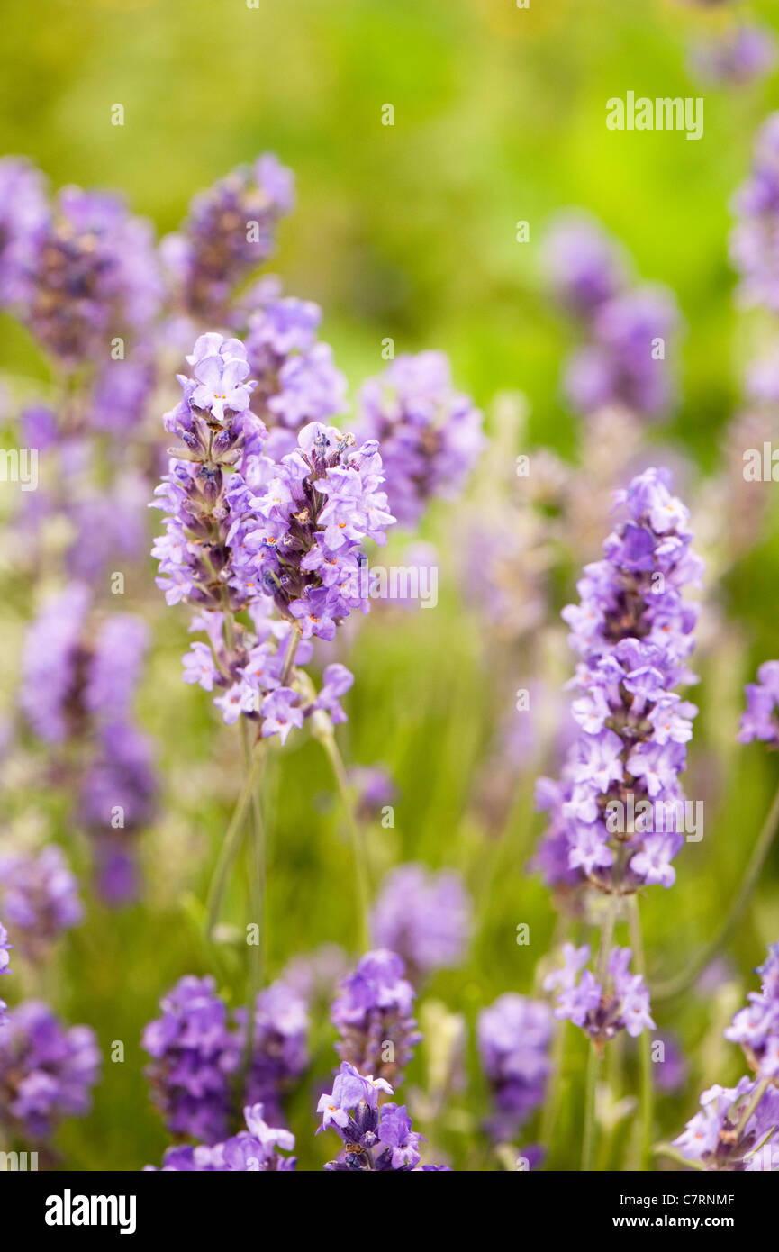 La Lavande, Lavandula x intermedia 'Fragrant Memories' Banque D'Images