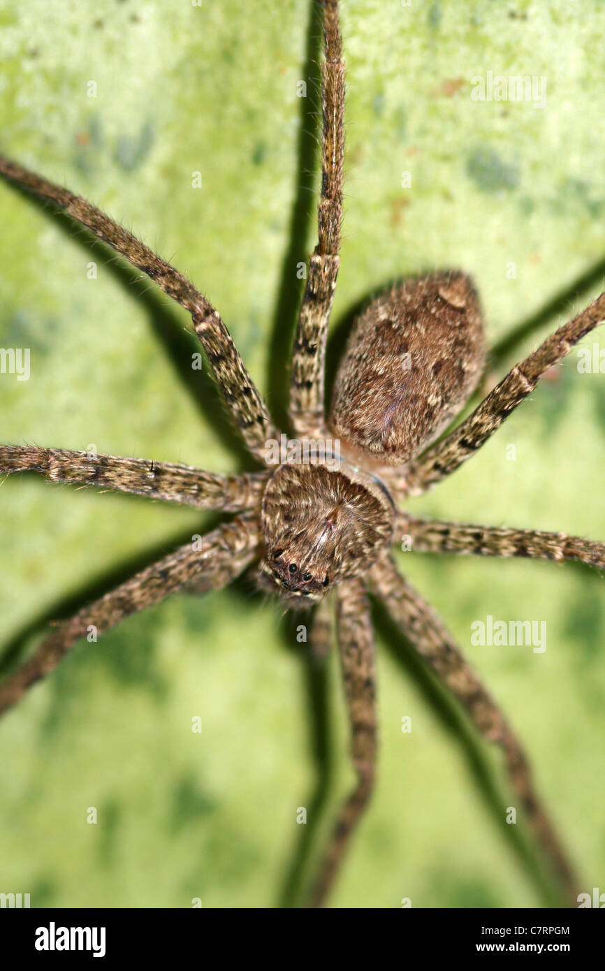 Spider, Java, Indonésie Banque D'Images
