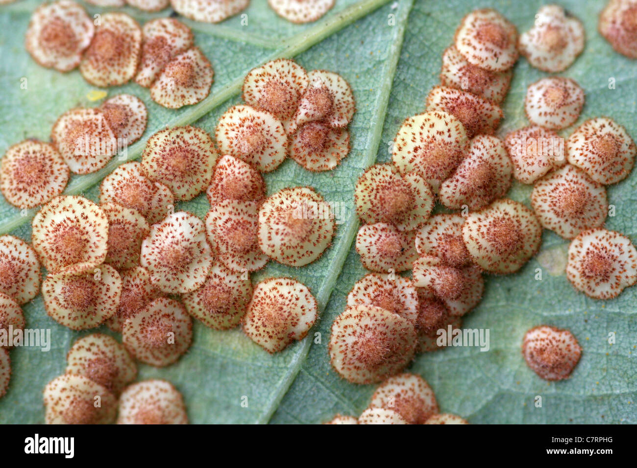 L'objet de feuille de chêne Galles Spangle commun causé par le Gall Wasp Neuroterus quercusbaccarum Banque D'Images