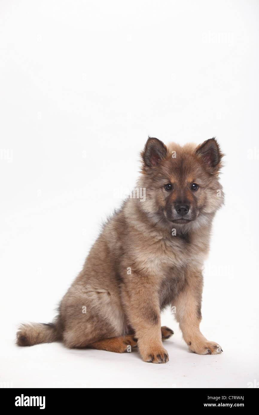 Eurasier, minet, 10 semaines Banque D'Images