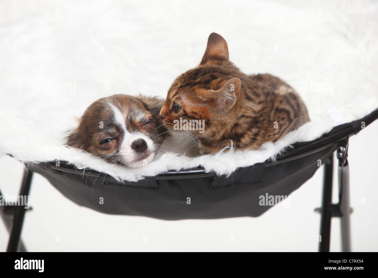 Chihuahua, chiot, longs, 3 mois et demi, et chat Bengal, chaton, 8 semaines Banque D'Images