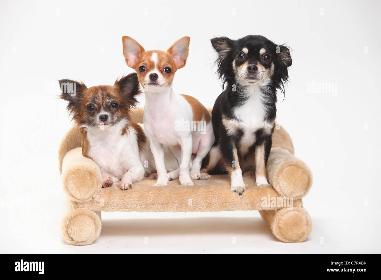 Les Chihuahuas, longs, et aux cheveux lisses, chiot, 3 1/2 mois Banque D'Images