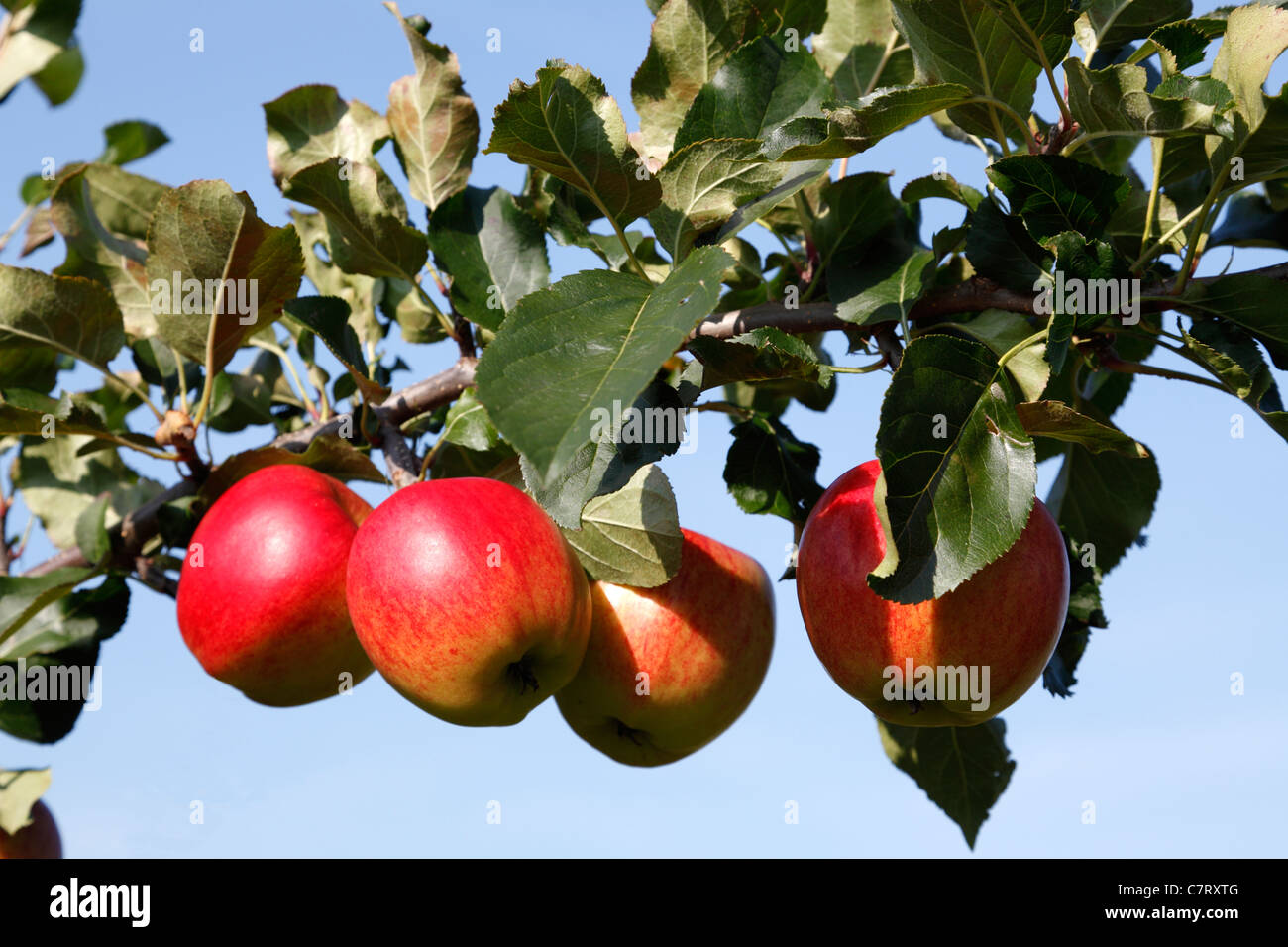 Avec la direction générale, les pommes rouges mûrs pour la cueillette initiale prêt à l'autocueillette verger dans Trørød, Danemark Banque D'Images