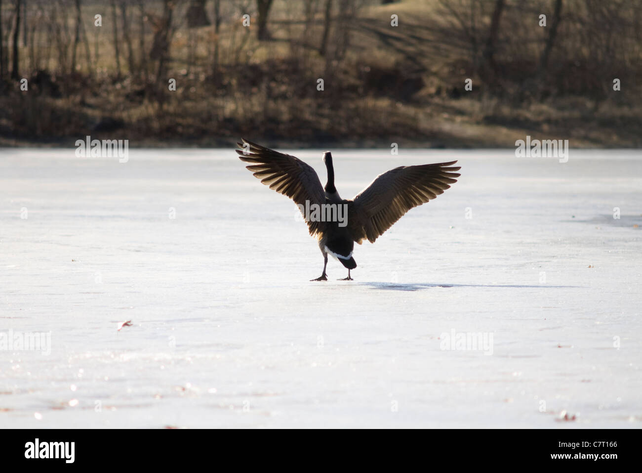 Canada Goose Branta canadensis ou étirer les ailes en marchant sur la glace sur l'étang gelé Banque D'Images
