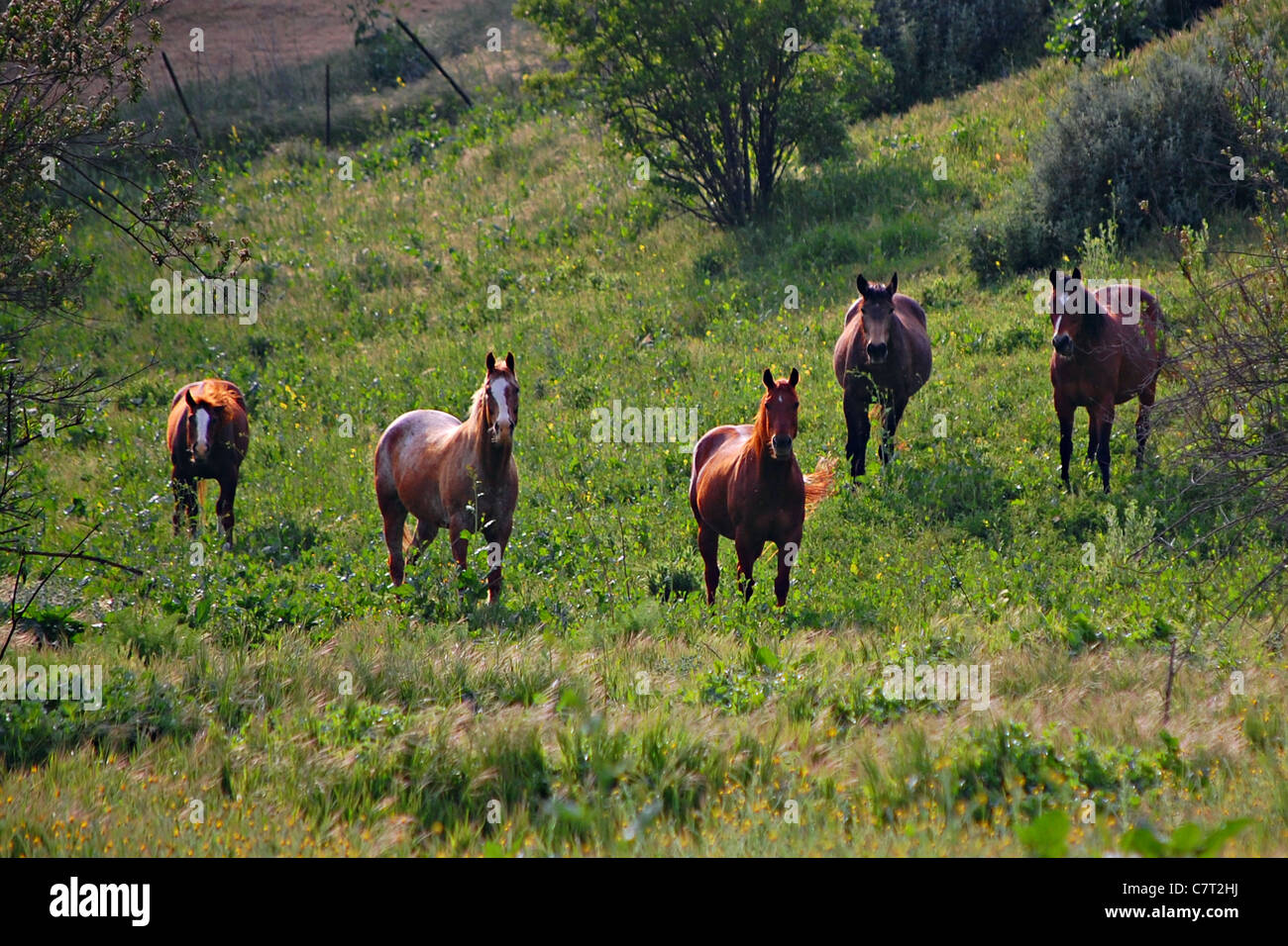 Les chevaux, Las Virgenes, Californie Banque D'Images