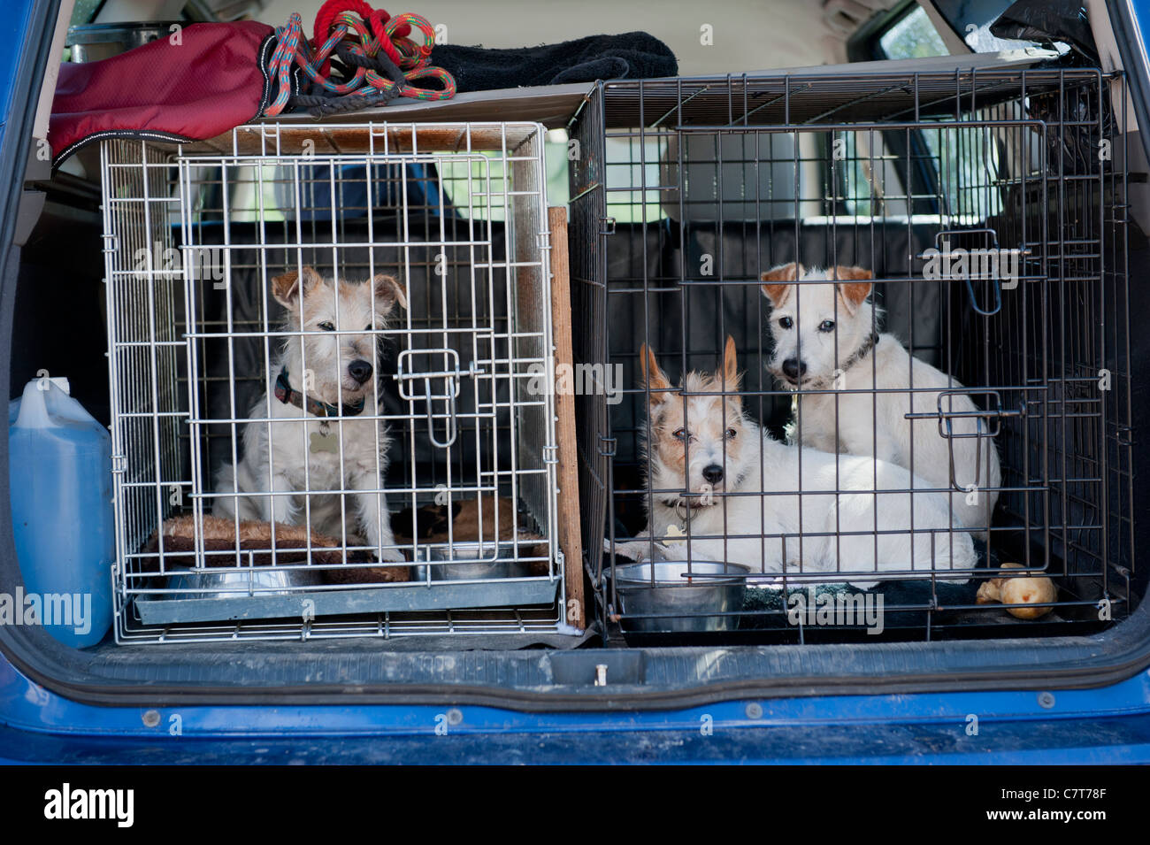 Jack Russell Terrier les chiens dans des cages Photo Stock - Alamy
