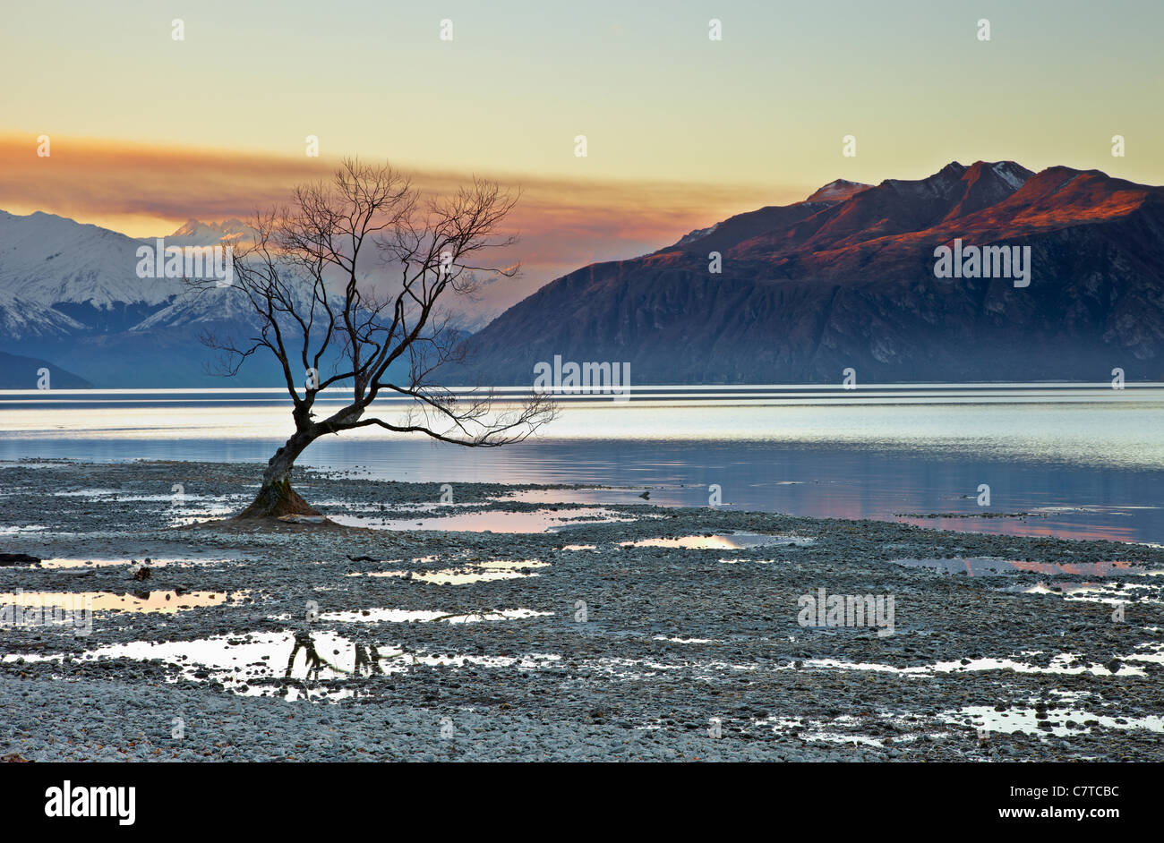 Wanaka Arbre. L'arbre isolé sur le lac Wanaka reflétée dans les flaques au coucher du soleil. Banque D'Images