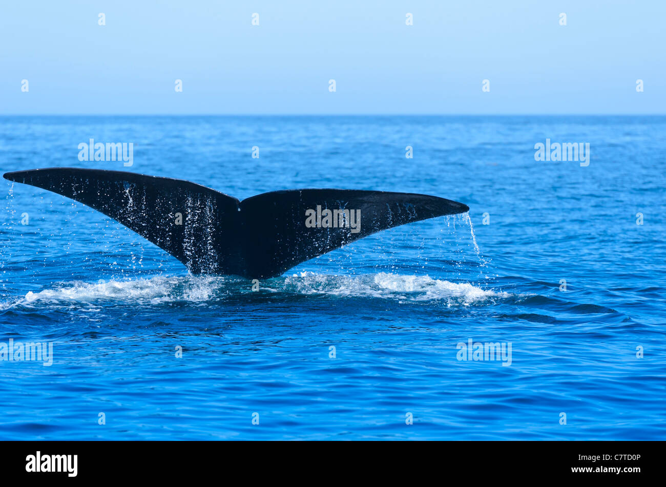 Baleine noire de l'Atlantique Nord (Eubalaena glacialis) dans la baie de Fundy en Nouvelle-Écosse, Canada Banque D'Images