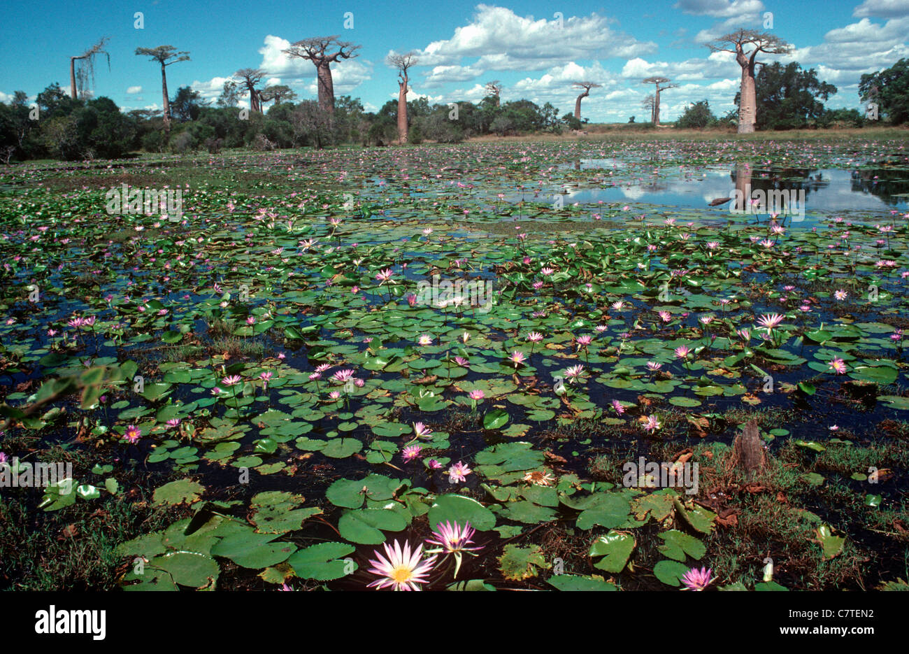Nénuphar (Nymphaea stellata : Nymphaceae) dans un lac près de Morondava, Madagascar Banque D'Images