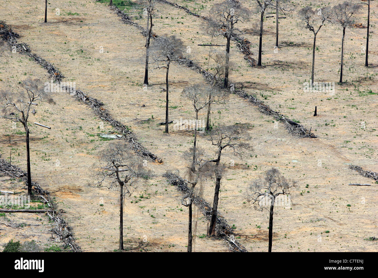 Forêt Amazonienne jeu pour l'agriculture La déforestation pour la beauté au Brésil Banque D'Images