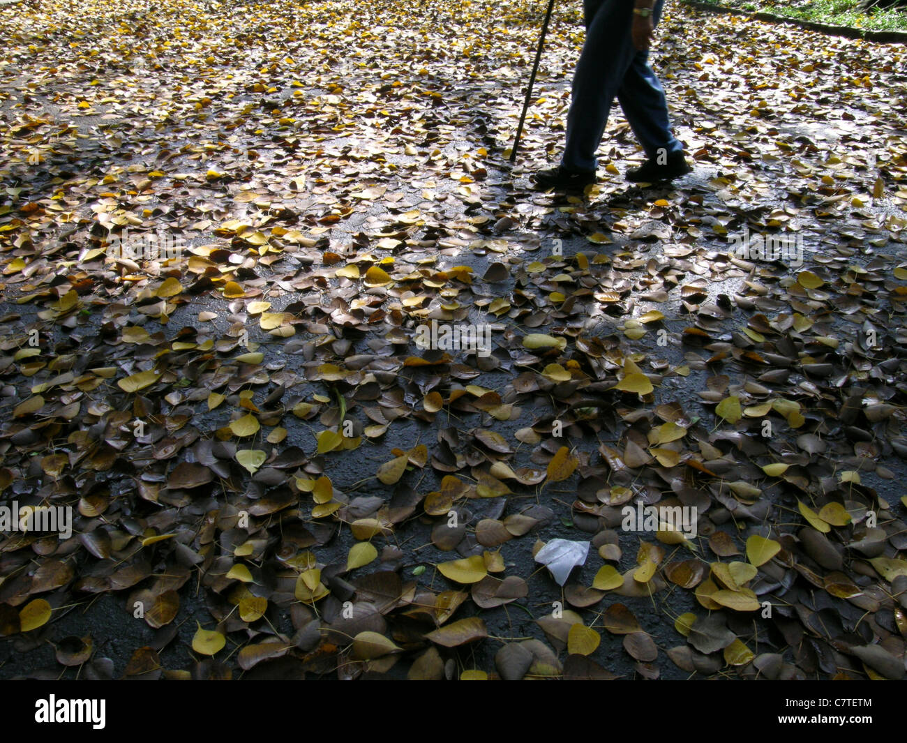 Man faire une promenade dans un parc de la ville, l'automne laisse tomber des arbres. Temps libre, temps de qualité. Banque D'Images