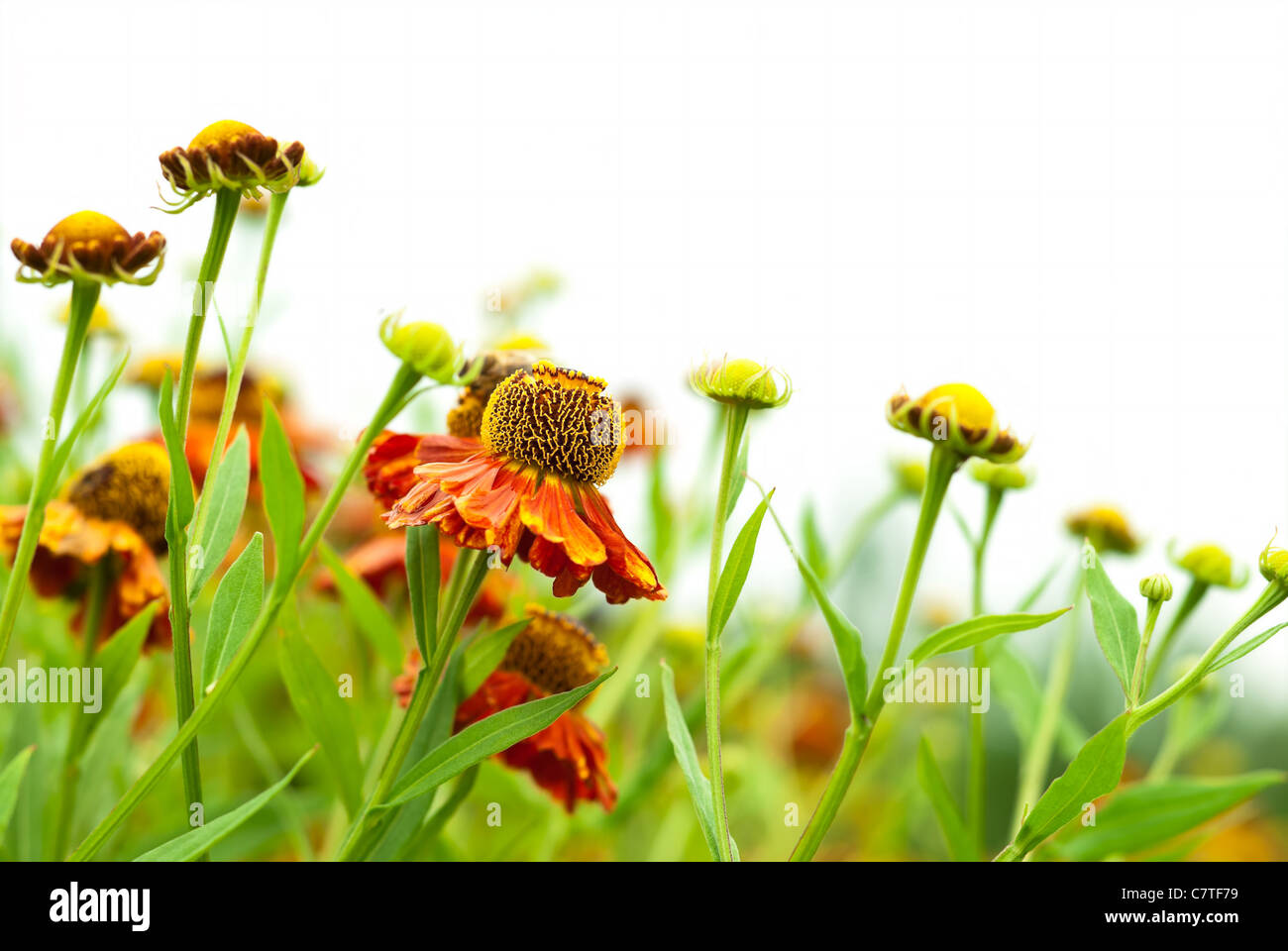 Blooming Helenium isolated on white Banque D'Images