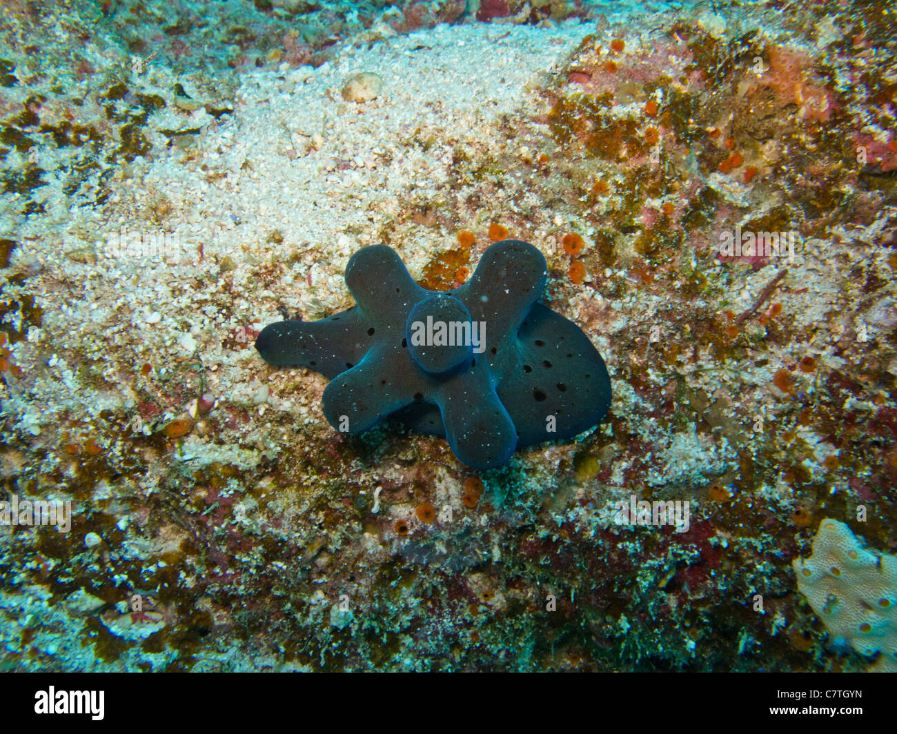 L'Lamellarid Hiby, cinq-horned univalves trouvés dans les récifs coralliens Banque D'Images