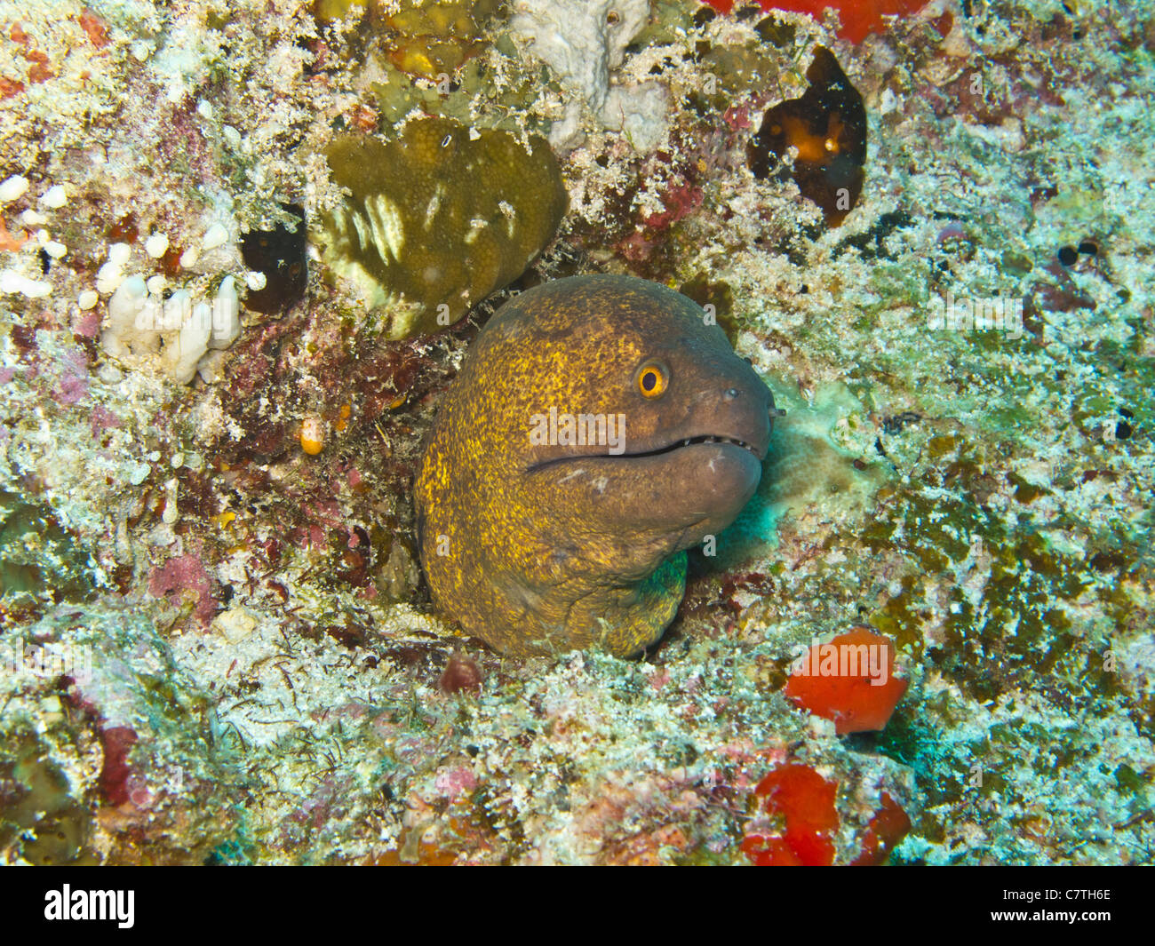 De cayenne jaune sur sa tête puant Moray hors d'un trou rocheux underwater Banque D'Images