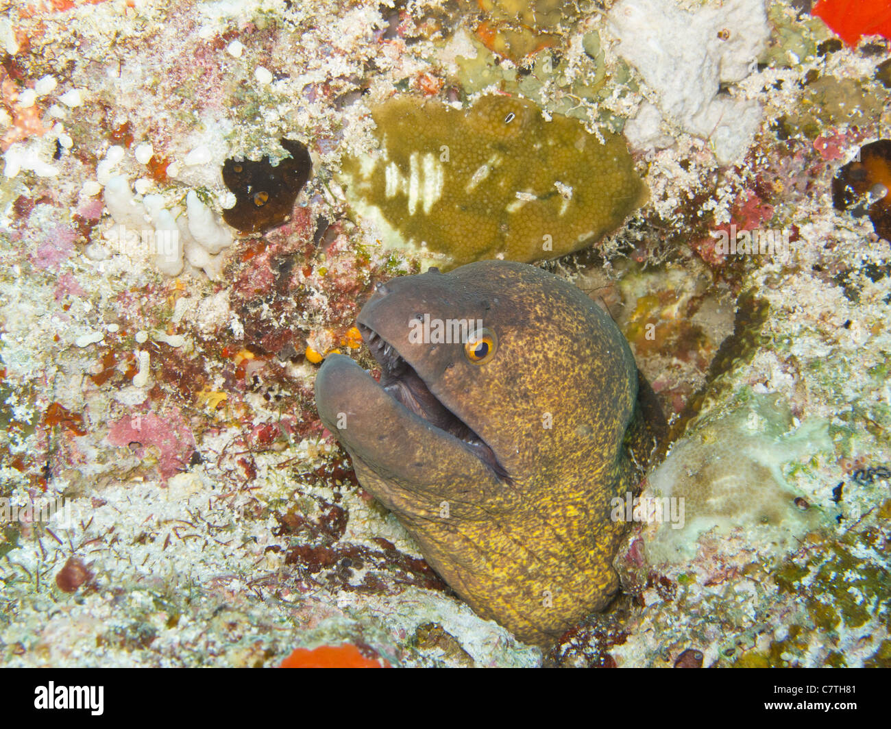 De cayenne jaune sur sa tête puant Moray hors d'un trou rocheux underwater Banque D'Images