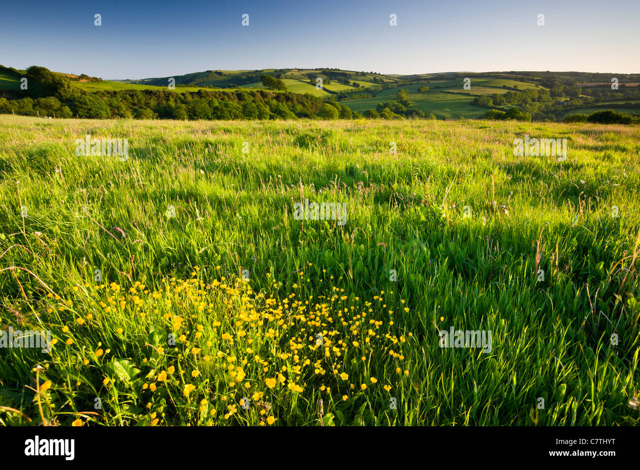 Renoncules floraison dans un pré près de Wheddon Cross, Parc National d'Exmoor, Somerset, Angleterre. En été (juin) 2008 Banque D'Images