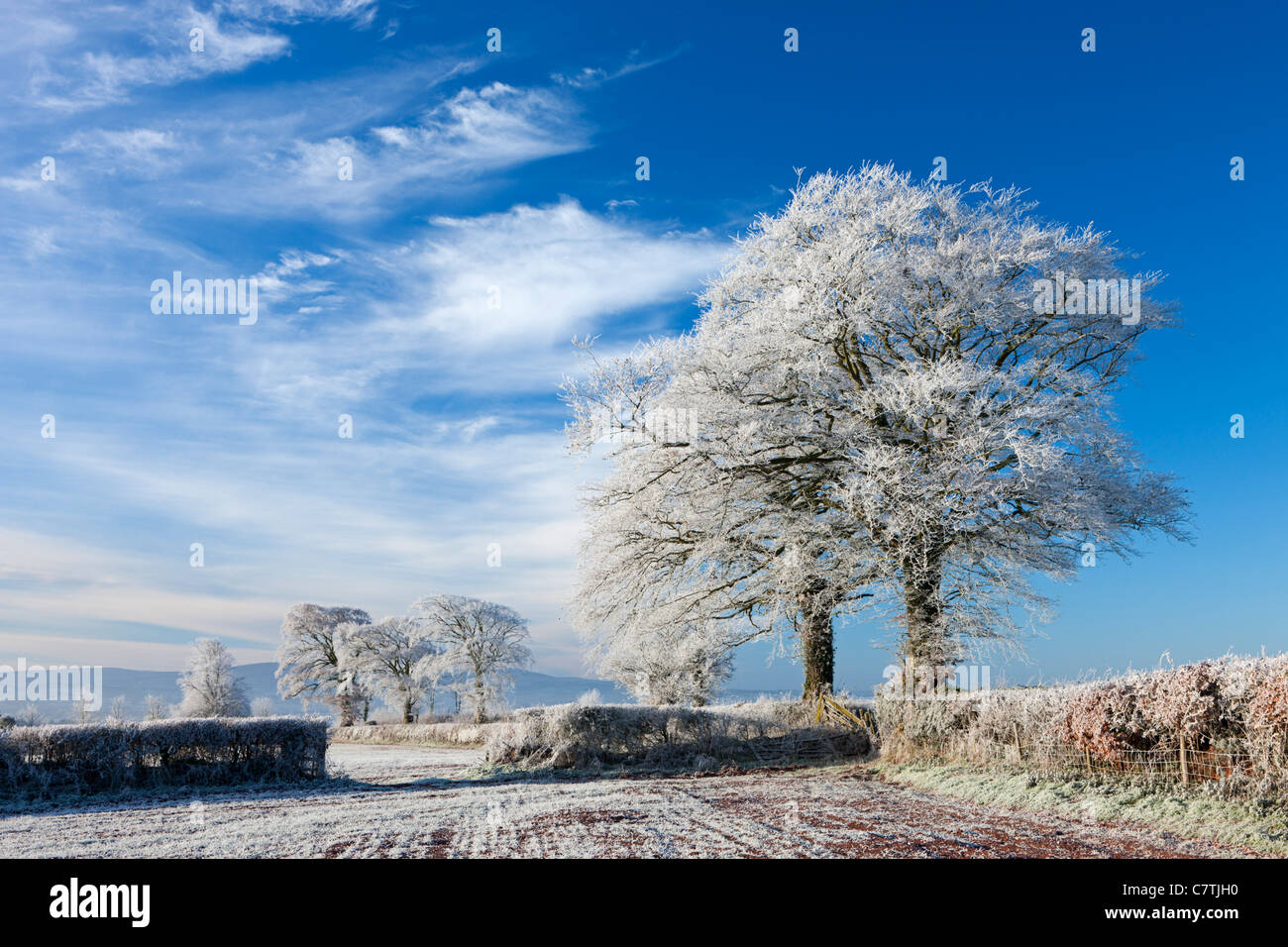 Les terres agricoles et les arbres givrés de givre en hiver, arc, Mid Devon, Angleterre. Hiver (décembre) 2010. Banque D'Images