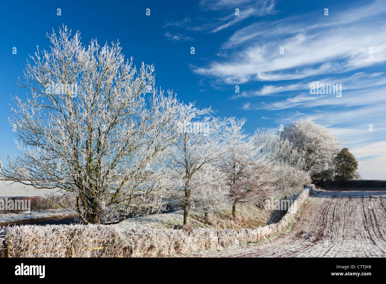 Les terres agricoles et les arbres givrés de givre en hiver, arc, Mid Devon, Angleterre. Hiver (décembre) 2010. Banque D'Images