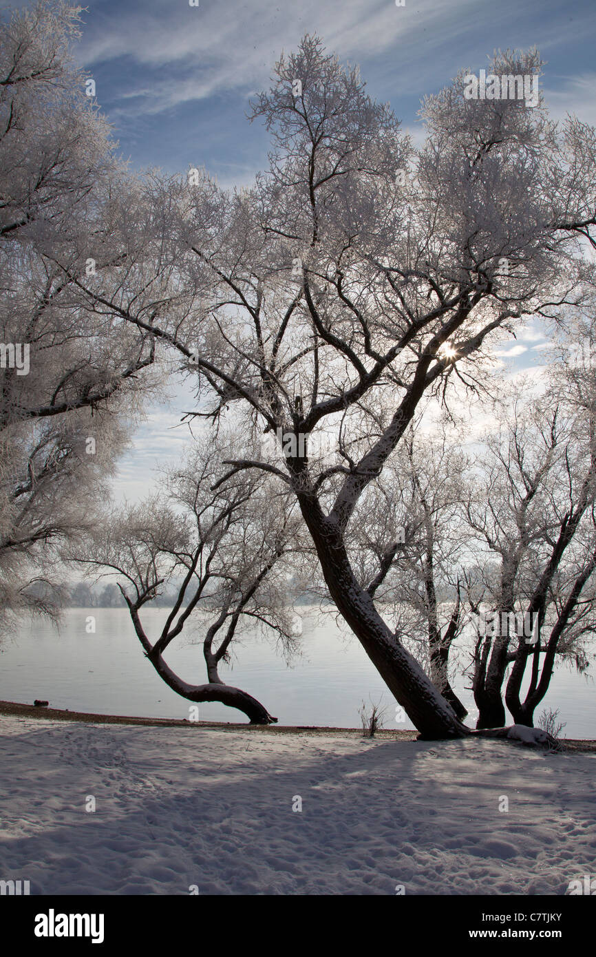 Baum Donau Gegenlicht Himmel blau SONNIG SONNE blauer bäume fluss eis froid glace gefroren kalt rauhreif reif river schnee sky snow Banque D'Images