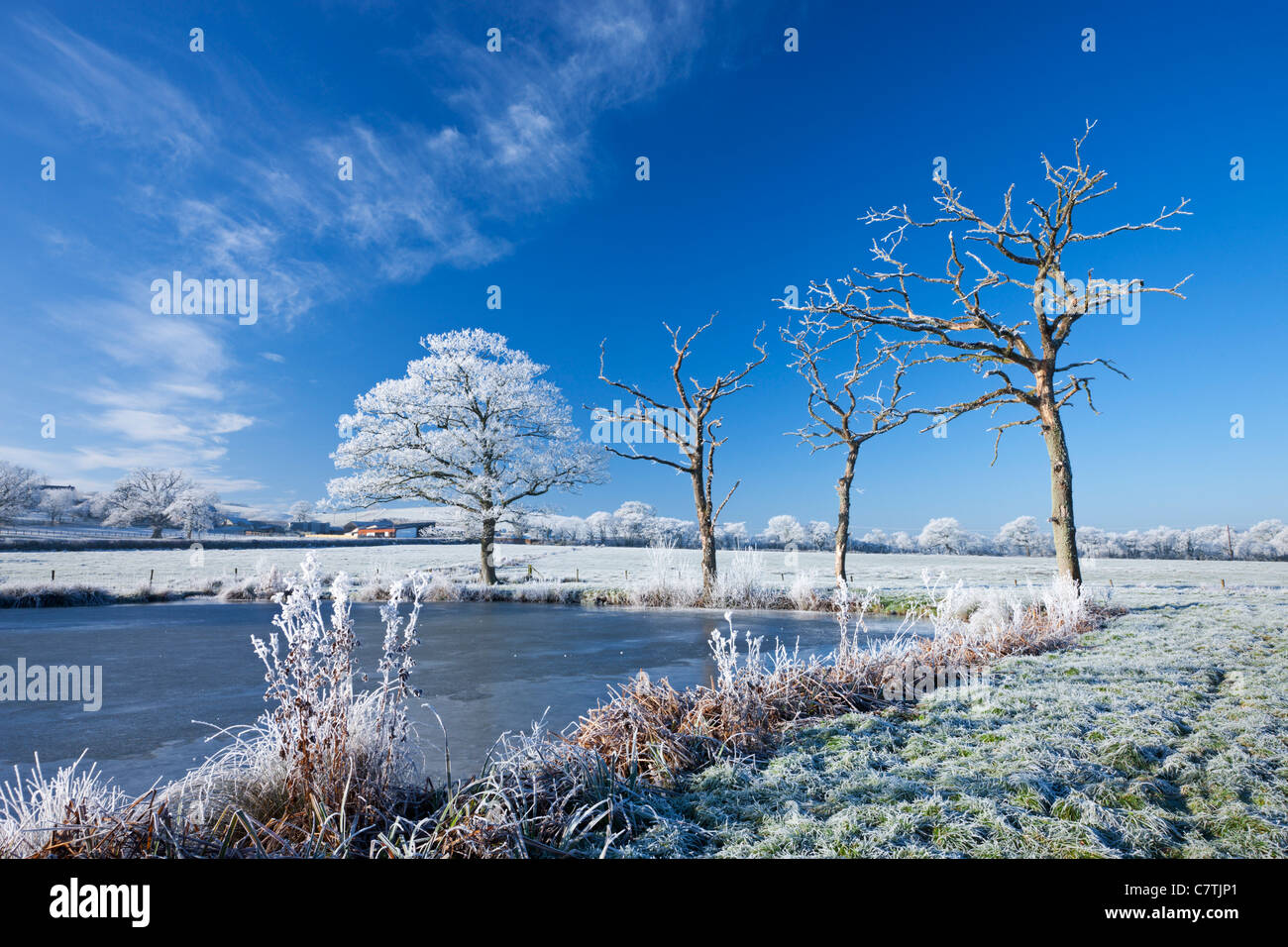 Les arbres givrés Hoar et lac gelé en hiver, Morchard Road, Mid Devon, Angleterre. Hiver (décembre) 2010. Banque D'Images