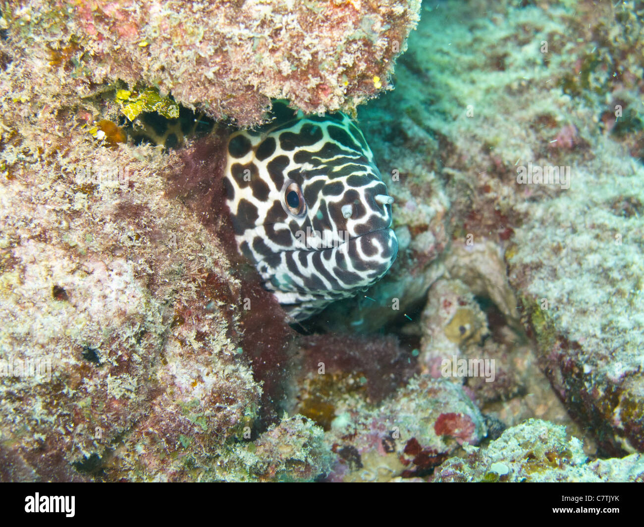 Black-blotched Moray Banque D'Images