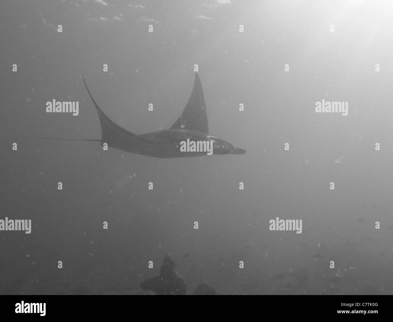 Manta en noir et blanc, aux Maldives Banque D'Images