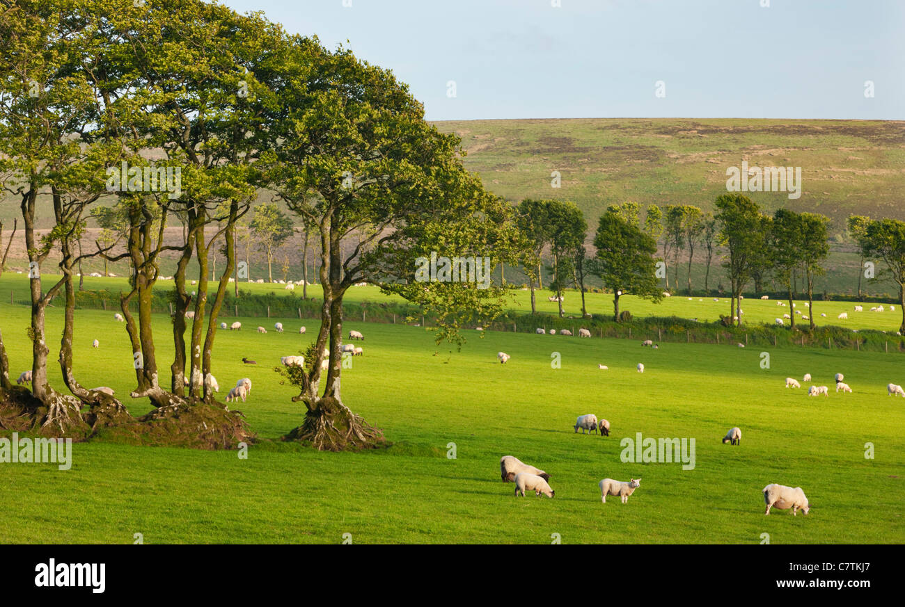 Des moutons paissant sur les terres agricoles dans la région de Somerset, Exmoor Banque D'Images
