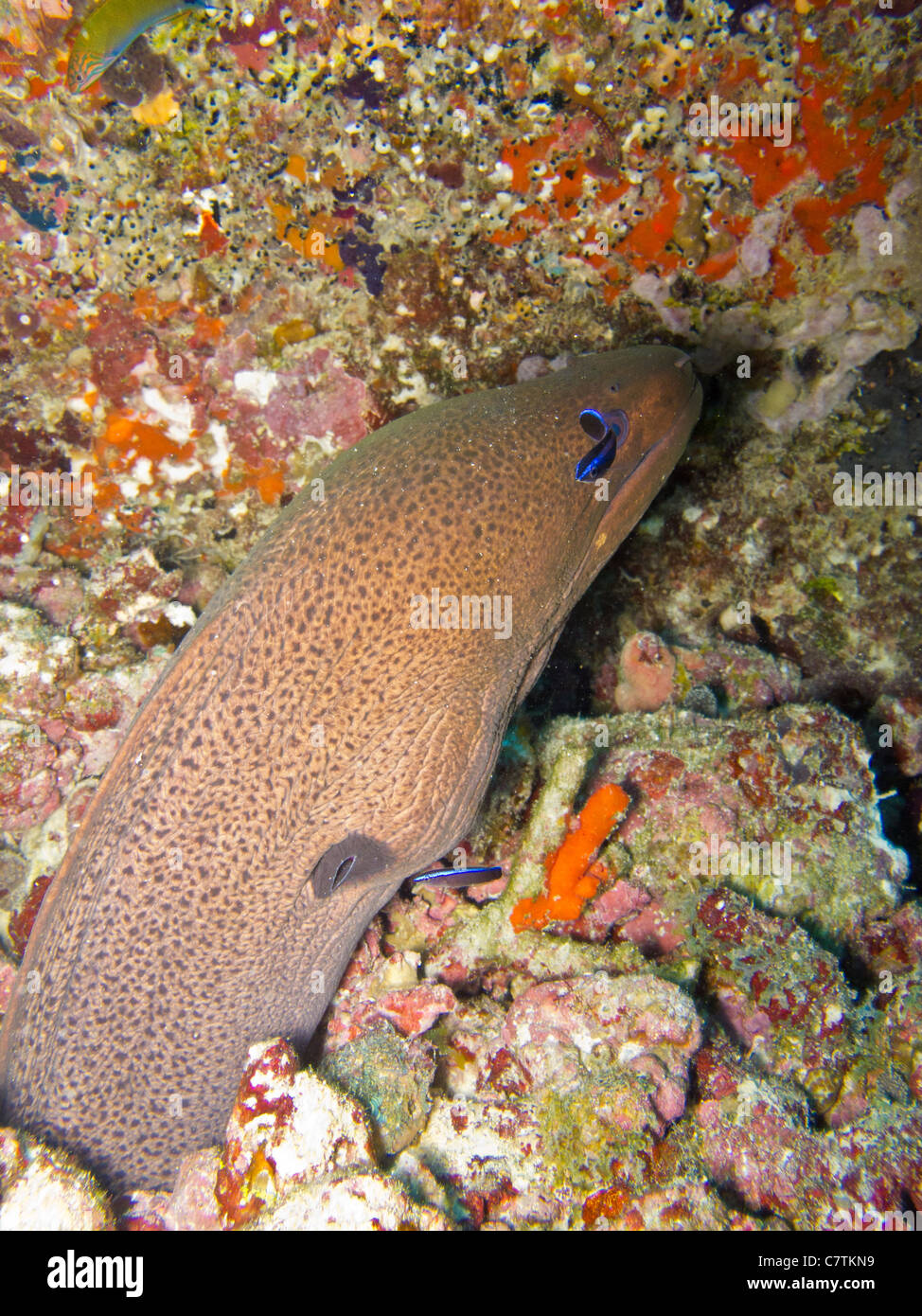 Murène géante qui sort d'un trou pour nettoyage Banque D'Images