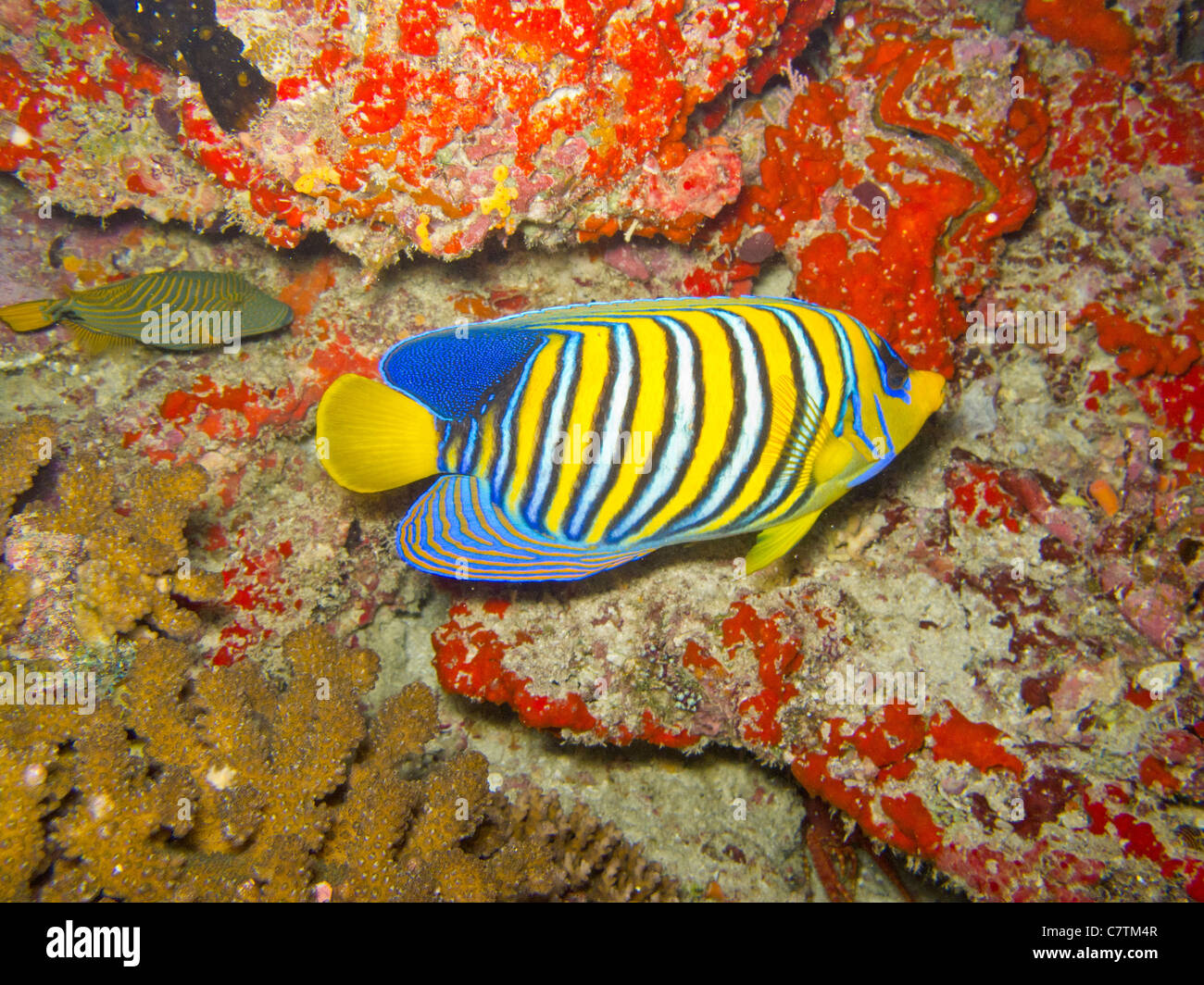 Poisson-ange Royal Banque D'Images