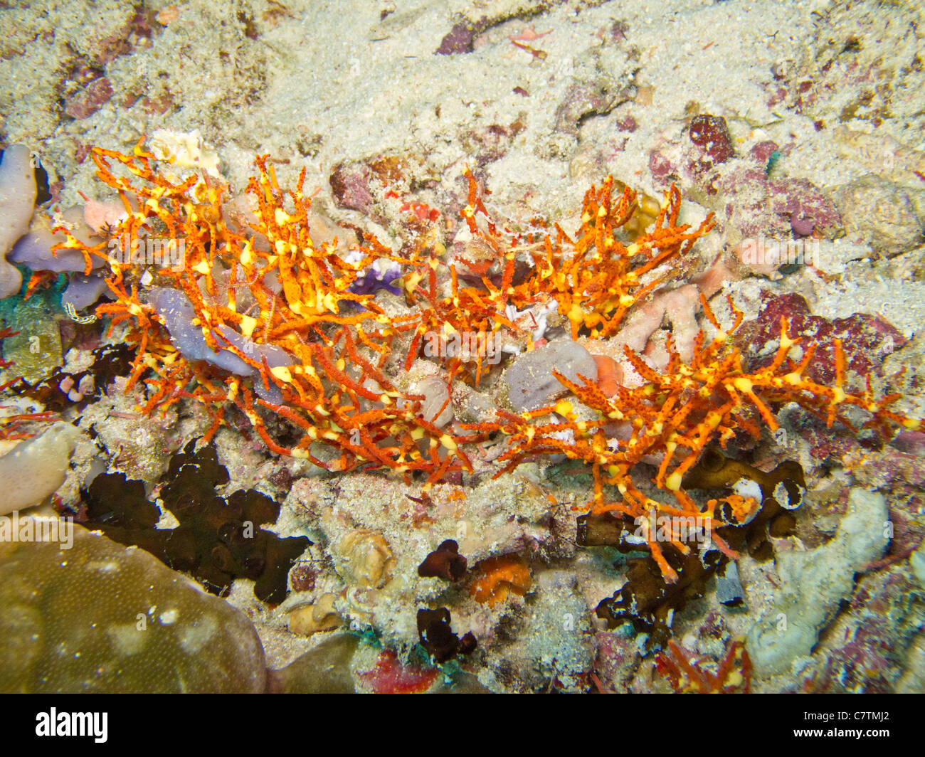 Clathria rouge et jaune, trouvés dans des colonies, Maldives Banque D'Images