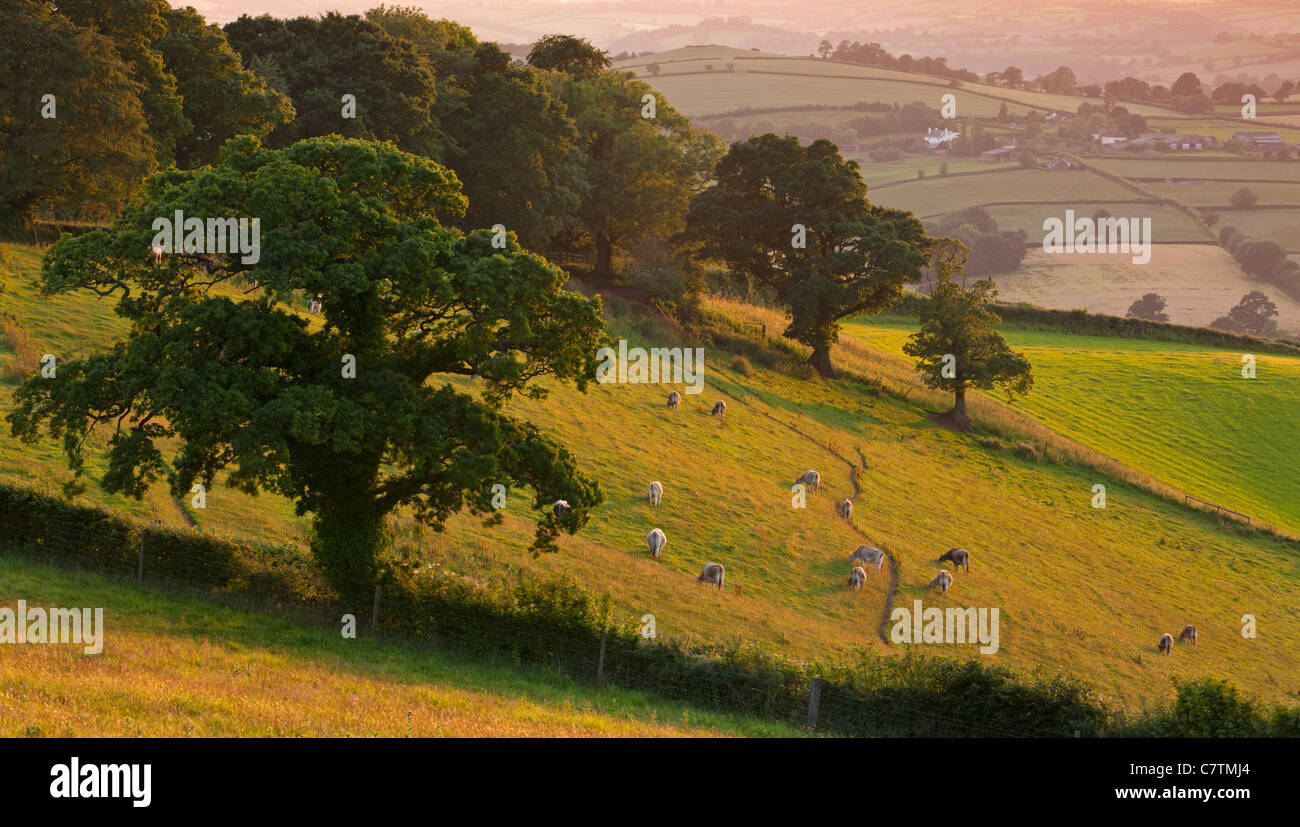 Le pâturage du bétail sur les pentes de Raddon Hill un soir d'été, Devon, Angleterre. En été (juin) 2011. Banque D'Images