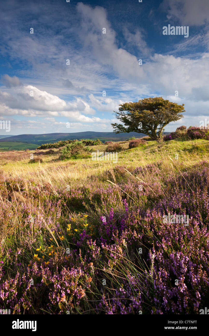 Heather et l'aubépine treee sur Porlock commun, Exmoor, Somerset. L'été (août) 2011. Banque D'Images