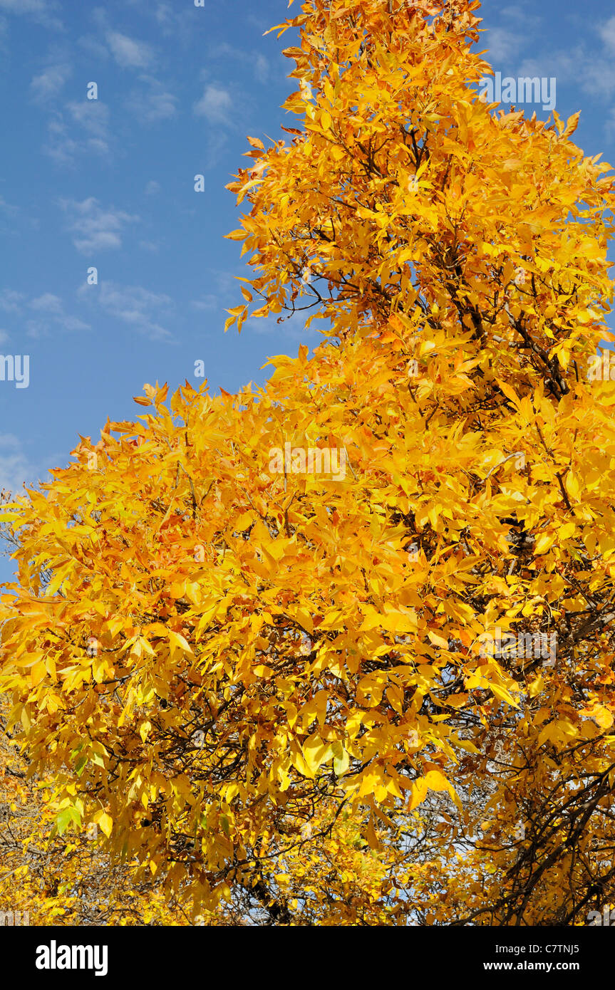 Photo de peupliers dans l'automne en Saskatchewan, Canada. Banque D'Images