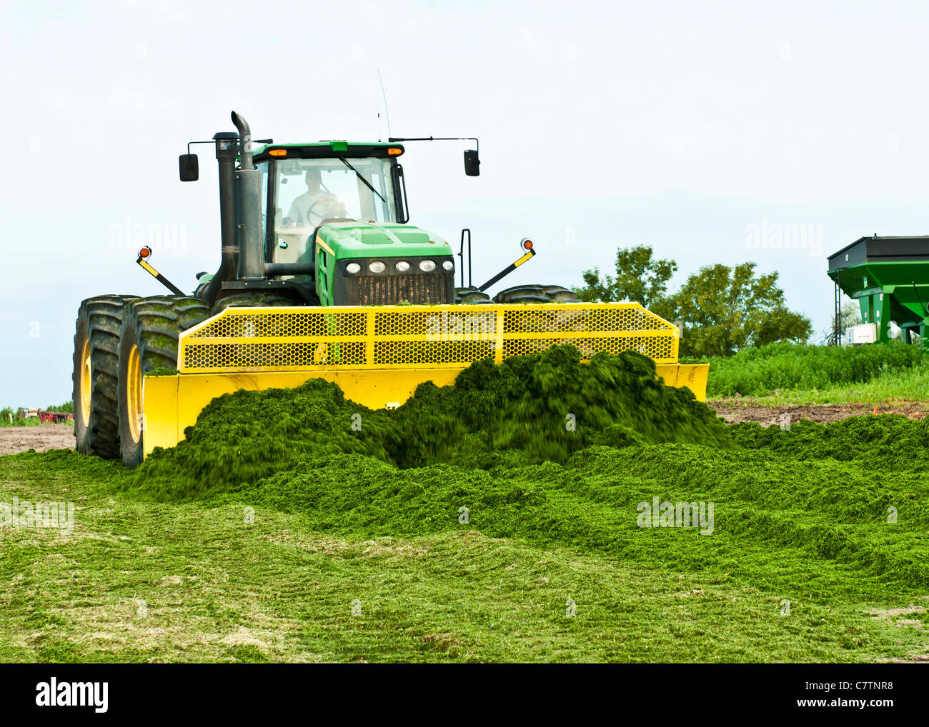 Ensilage de luzerne fraîchement coupé est répartie dans les lignes avec un tracteur et la lame sur une ferme dans le Dakota du Sud. Banque D'Images