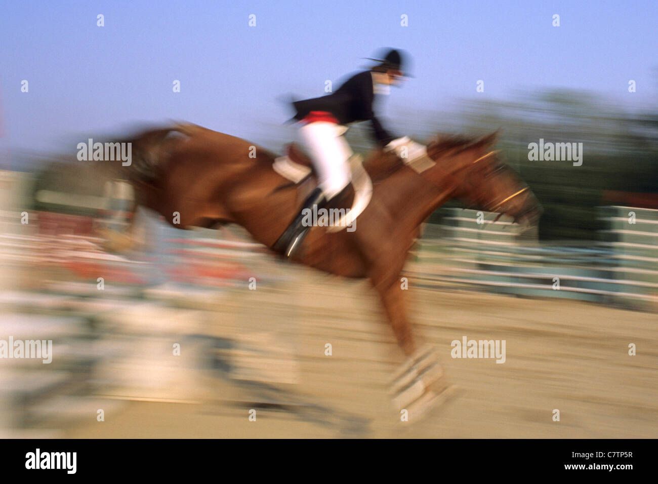 Cheval de saut d’obstacles Banque D'Images