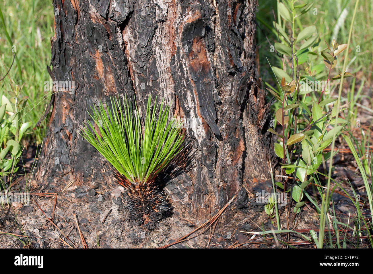 Longleaf pine Pinus palustris en germination de cône à la base de l'arbre de pin des marais matures Florida USA Banque D'Images