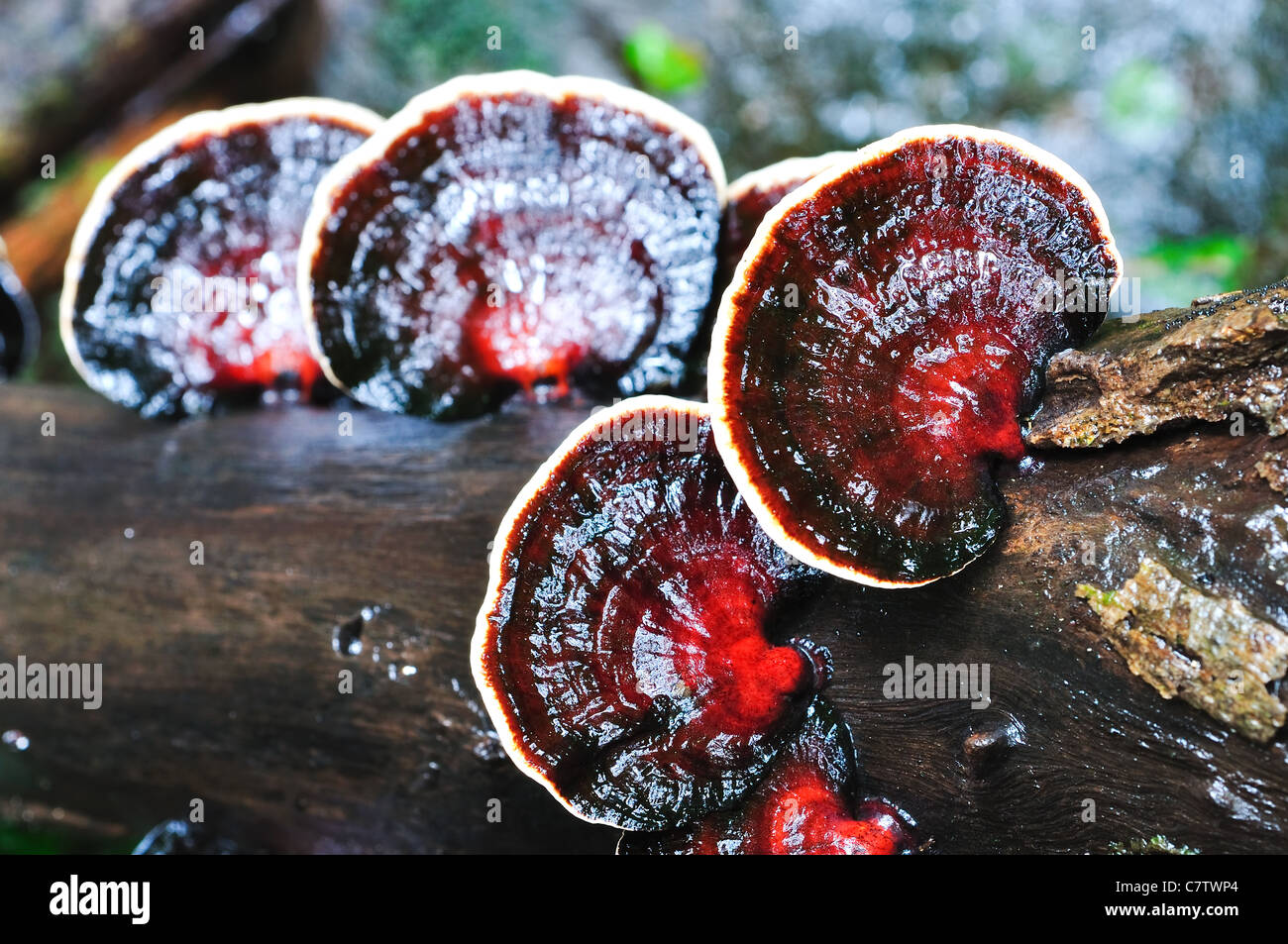 champignon sauvage fan Banque D'Images