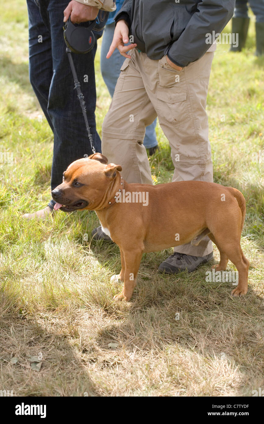 Pit-Bull Terrier 'type', race de chien. Banque D'Images