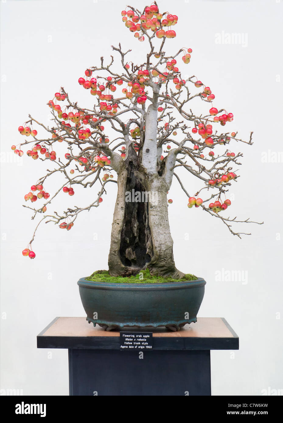 Automne Malvern Show, Angleterre- belle 50 ans Crabe Fleurs bonsai Banque D'Images