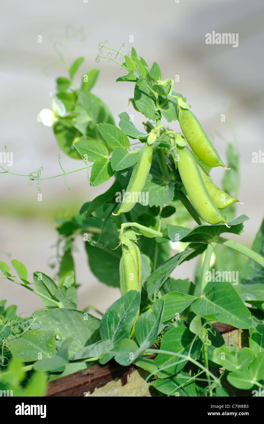 Petits pois verts dans le jardin sur une journée ensoleillée Banque D'Images