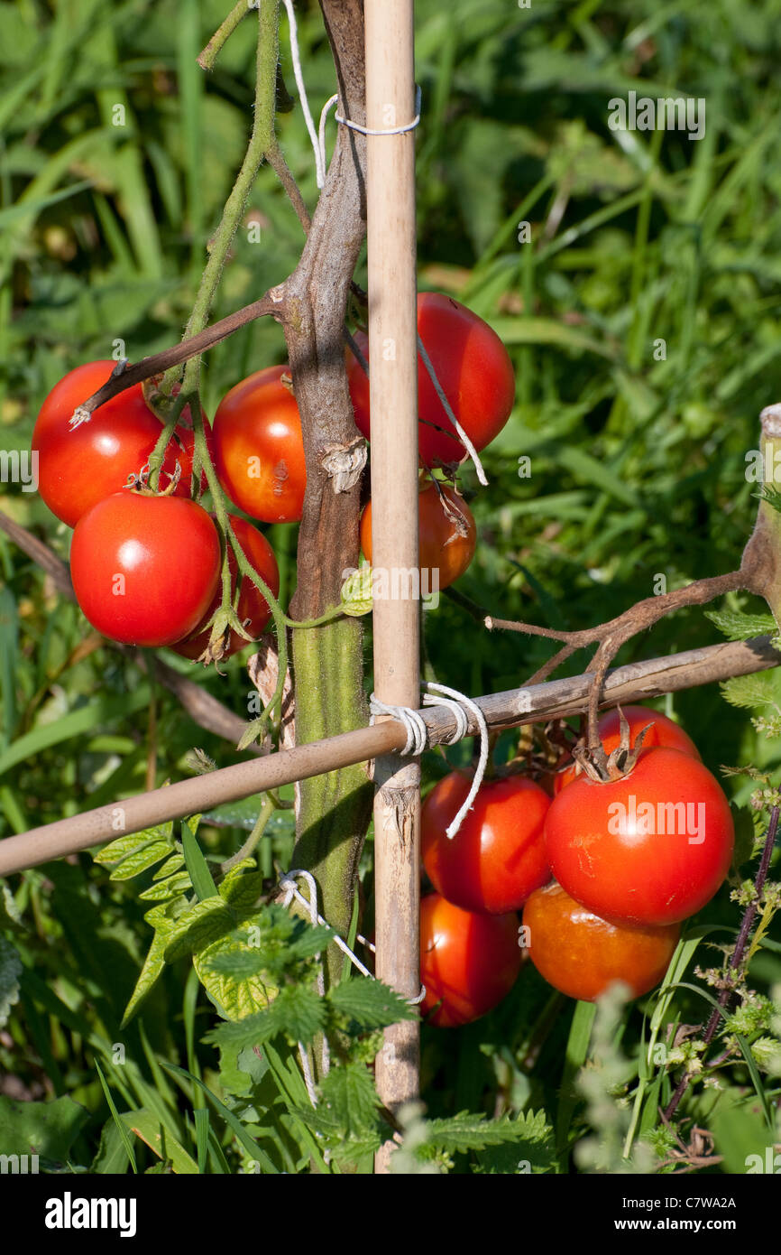 Tomate biologique plante poussant à l'extérieur dans jardin Banque D'Images
