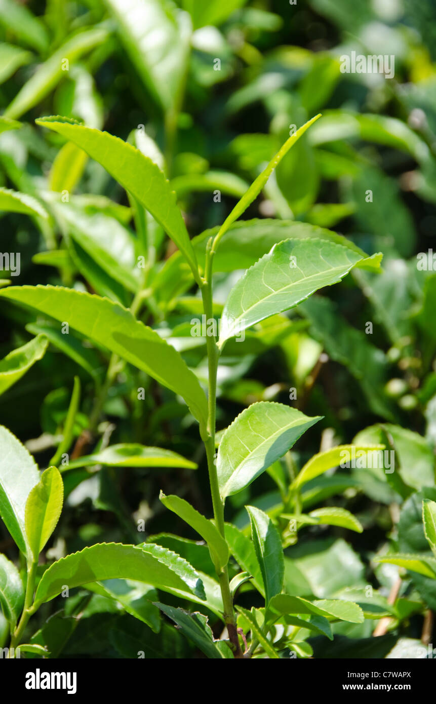 Libre de feuilles de thé vert frais sur un plateau bush au Japon Banque D'Images