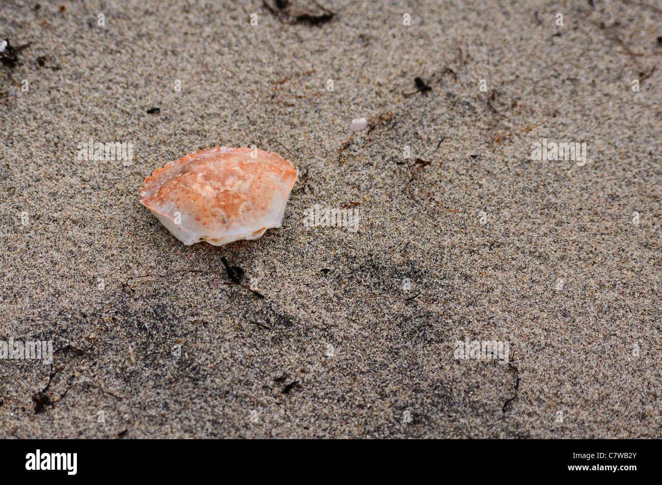 Coquille de crabe sur le sable humide. La zone côtière des îles Lofoten. Banque D'Images